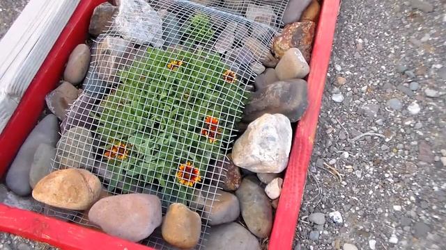 Растения моего сада. Часть 1 My GardenPlants. Part 1 смотреть онлайн