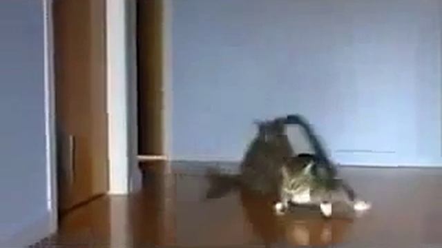 Кот гонщик. Коты на мотоциклах. Приколы 2015 смотреть онлайн