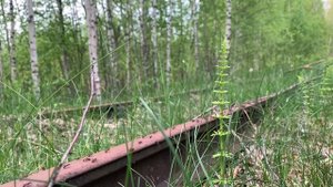 Заброшенная железная дорога. Узкоколейка.