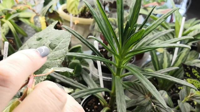 Красоты много не бывает! Цветочное ассорти на стеллаже! 🌺😊🌸#комнатныерастения #сингониум #бегония смотреть онлайн