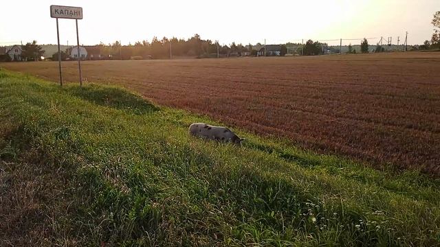 Всё пучком хвост крючком 29:08:2023г.