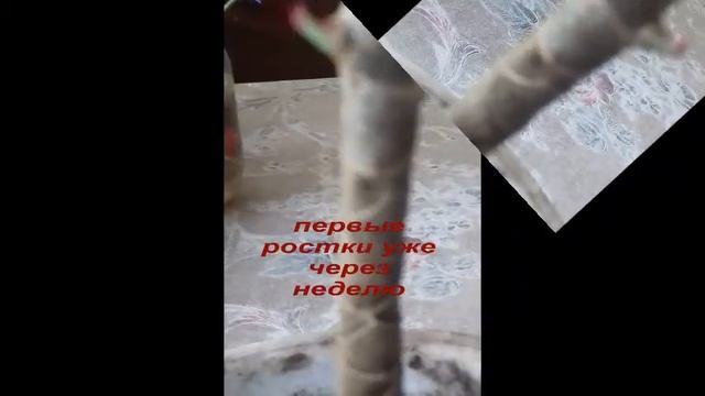 Драцена размножение и уход в домашних условиях