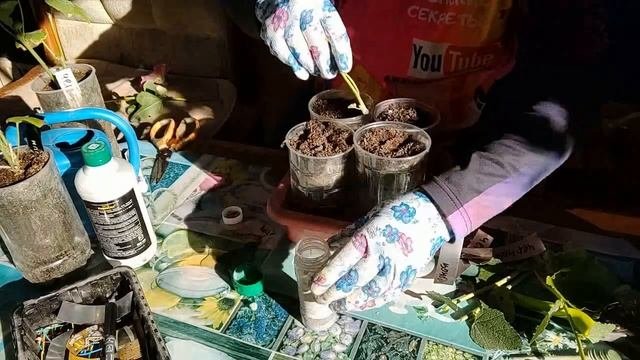 Мальва многолетняя, размножение черенками.