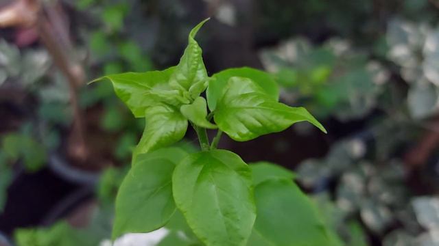 AMAZING!! SUPER GANDA TALAGA NI 21JEWEL WHITE!!! смотреть онлайн