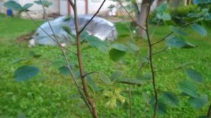 Фундук из леса первое плодоношение, лещина обыкновенная в саду, лесной фундук, домашний фундук