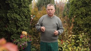Как уничтожить большой пень на участке без раскорчевки. Видео с результатом