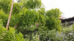 Робінія тортуоза. Псевдоакація