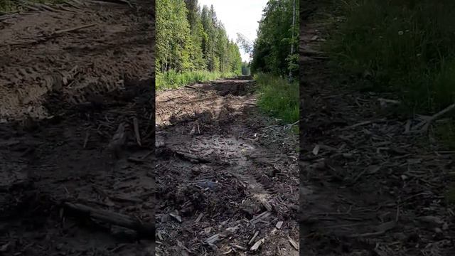 Лесные дороги в Костромской области. Чухломский район #деревня #заброшеннаядеревня #дороги #россия