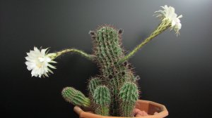 Пакетный менеджер Кактус.