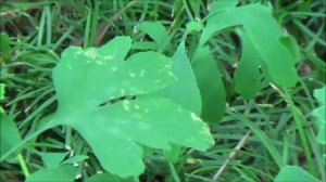 Сухум. Экскурсия по ботаническому саду.