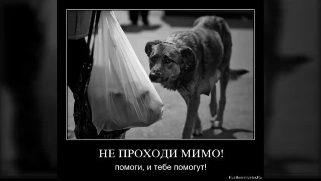 БЕРЕГИТЕ ЖИВОТНЫХ!!! смотреть онлайн