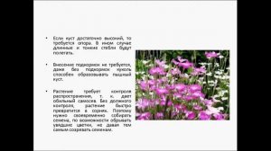 КУКОЛЬ