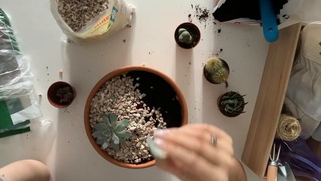 DIY: композиция из суккулентов, мини-сад из суккулентов, как пересаживать суккуленты смотреть онлайн