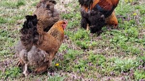 куры брама куропатчатая