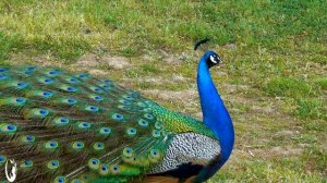 Милые Животные (4K Ultra HD) - Вдохновляющая музыка жизни дикой природы