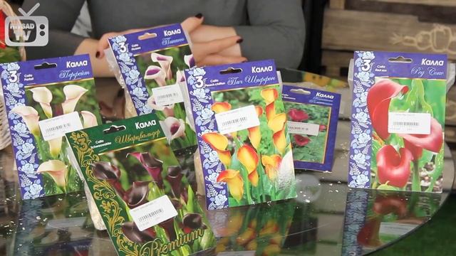 Каллы ✅ Клубневые растения - Выращивание и уход