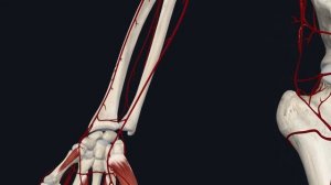 Лучевая и локтевая артерии анатомия / Артерии верхней конечности / Ангиология