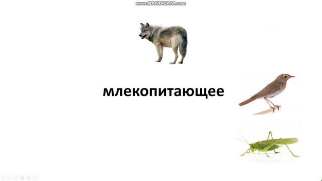 Млекопитающие