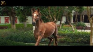 Кунг-Фу жеребец | Всем коням конь | В кино с 4 мая