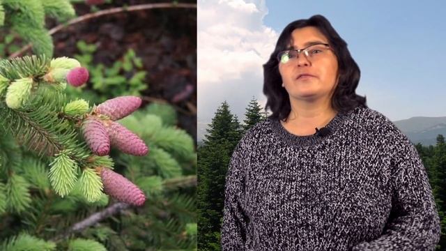 Ель - хит парад. Выпуск 1 - Ель обыкновенная смотреть онлайн