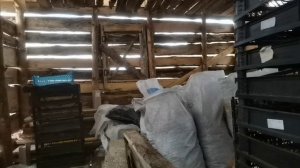 Начинаю фасовать лук севок для озимой посадки, вывожу овощи домой