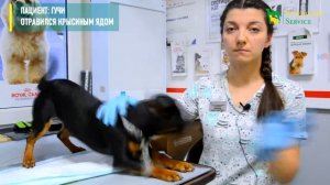 Отравление крысиным ядом