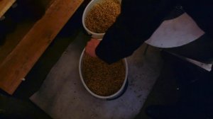 Проращивание и сушка солода!