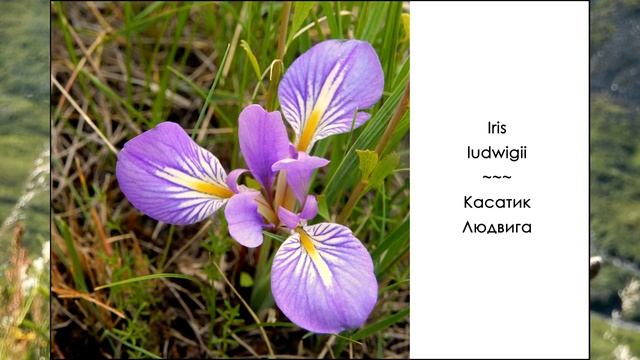 Природа родного края