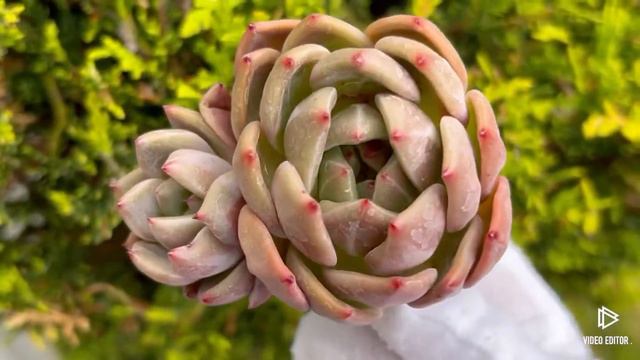 Echeveria Sharman смотреть онлайн