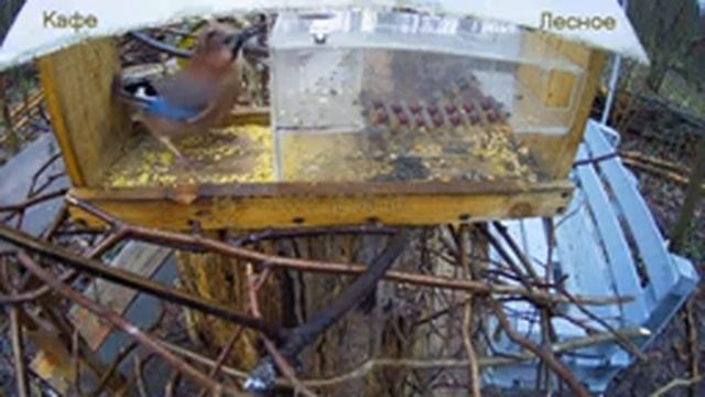 Кафе "Лесное" смотреть онлайн