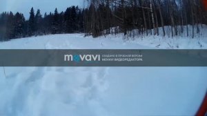 Прогулка в лесу. Аляскинский маламут.