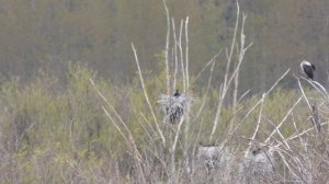 молодые Бакланы со светлыми брюшками, наблюдение птиц 10 мая 2024, в Новгородской области