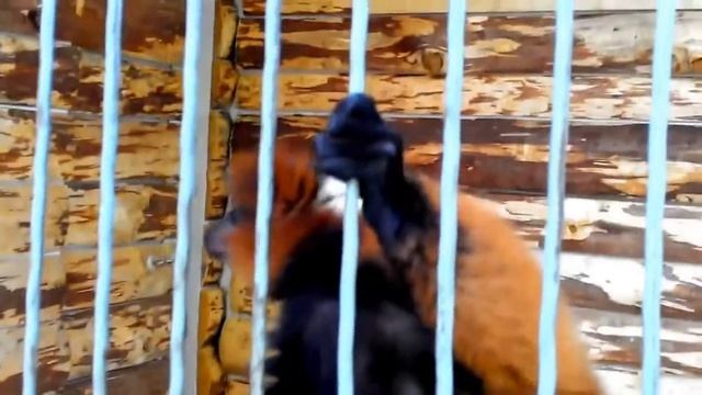 ЗООПАРК Осторожно обезьянки отбирают телефоны Сюрприз животные видео для детей Лера Сим/