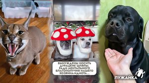 Уморительная подборка – когда хозяин идиот, мохнатый конфетный вор, «домашний котик» – каракал