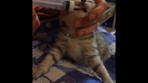 Как кормить Котят-23 дня.