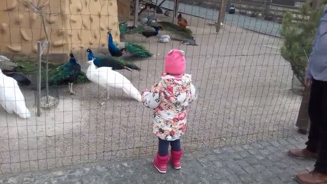 Какие бывают птички ?. смотреть онлайн