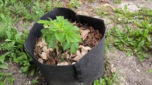 Растения в контейнерах из геотекстиля. Все пропало_