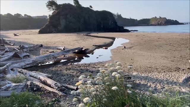 Gray Turtle Violets Moving to a New Home - August 2021 смотреть онлайн