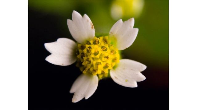 Galinsoga quadriradiata смотреть онлайн