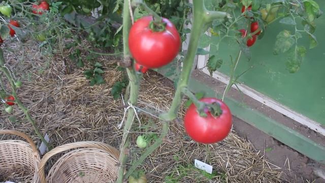 Сорт - "СИРЕНЕВОЕ ОЗЕРО". Томаты от Фёдора. смотреть онлайн