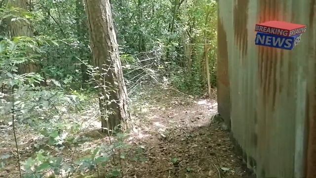 Phallus Impudicus смотреть онлайн