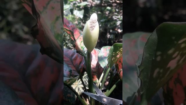 Aglaonema Flower / Aglaonema pink anyamanee blooming / lady valentine Aglaonema