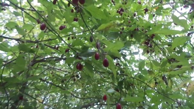 Новая сортоформа кизила смотреть онлайн