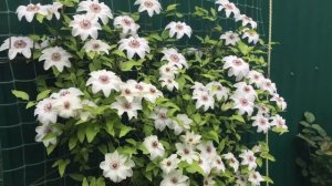 Клематис Мис Бэтман 14 мая 2018