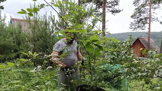 06 июль 2024. В тайне от мужа куплена Дуся. Якутское актёрское училище Юра не закончил.