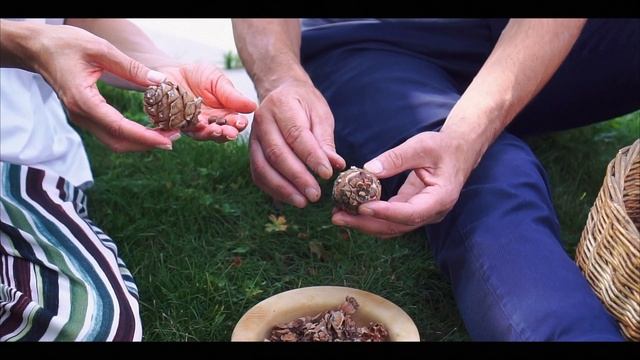 Родовое дерево. Посадка кедра