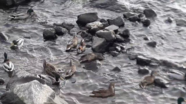 Дальневосточная утка-мандаринка поселилась на Средней Волге смотреть онлайн