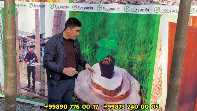 ECO ZAMIN PAVLONYA M1 KOCHATLAR SOTILADI смотреть онлайн