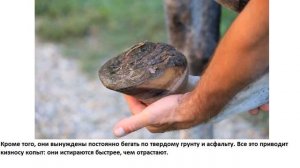 Зачем лошадям подковы?