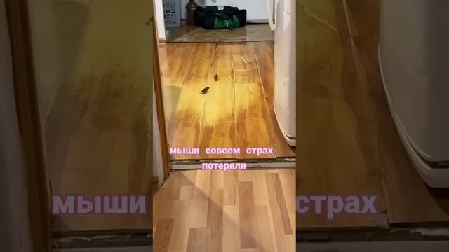 Мышиный дрифт.